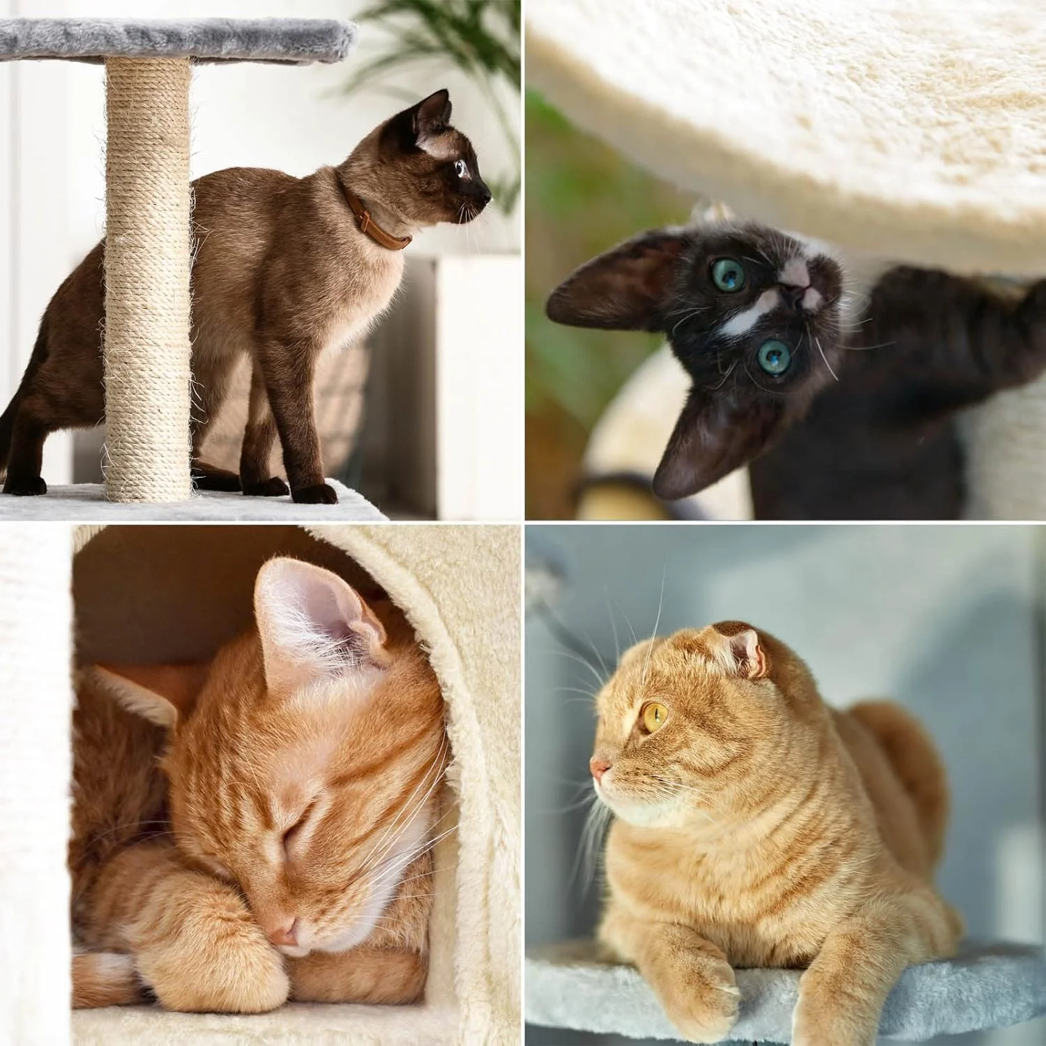 Albero Tiragraffi Gatti Giochi Cuccia Amaca Graffiatoio 74.5x40 H142cm Grigio - immagine 3